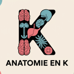 illustration pedagogique anatomie en k