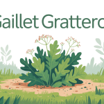 gaillet gratteron danger illustration plante sauvage tiges feuilles poils crochus