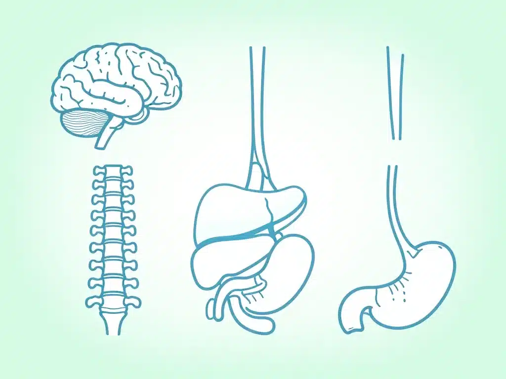 ir examiner diagramme médical indications irm