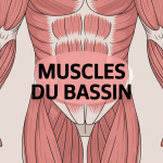schéma muscle du bassin anatomie vue d’ensemble