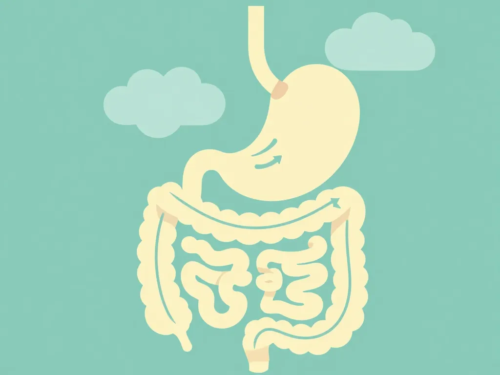 Rot œuf pourri puis diarrhée cause, schéma système digestif