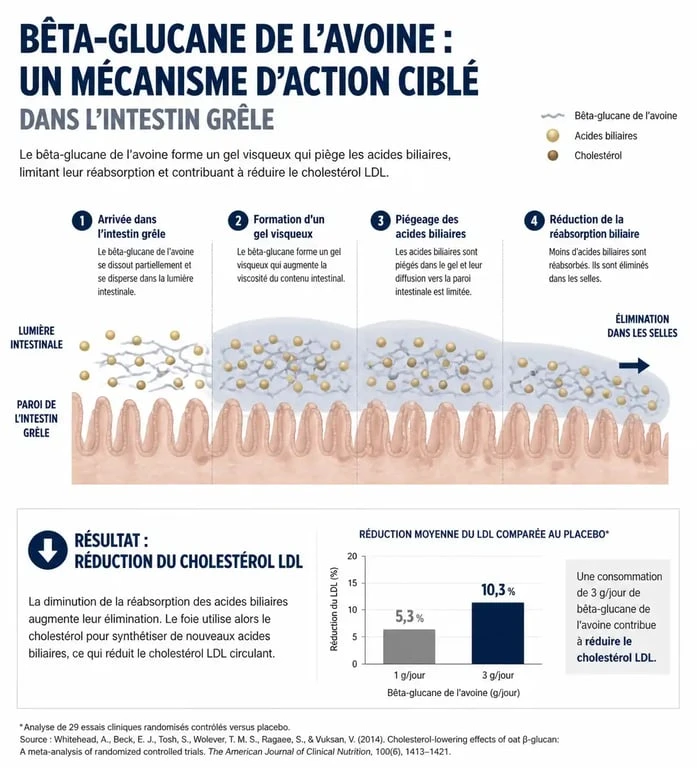 Infographie sur les bienfaits de l'avoine et le rôle du bêta-glucane dans la réduction du cholestérol